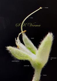  Flower (petals removed)